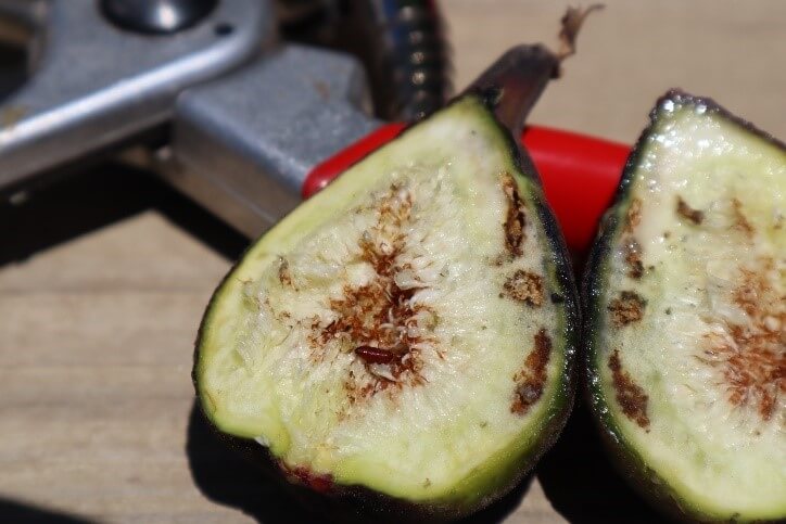 Mosca de los higos | idMicrobe