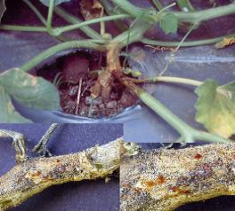 Cómo reconocer y combatir chancro gomoso del tallo en calabaza