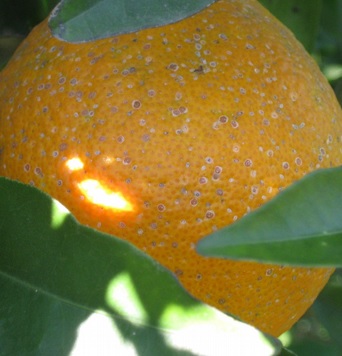 Piojos o escamas en frutos: Cómo se reconoce y se trata eficazmente
