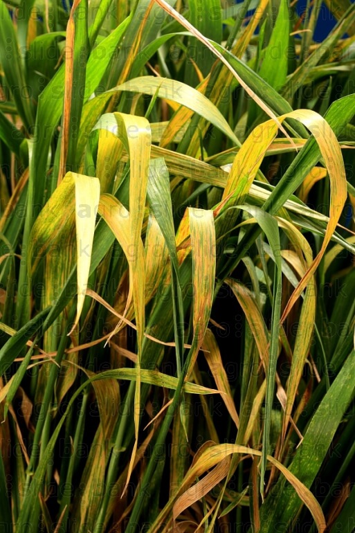 Cómo reconocer y combatir pudrición de la mazorca por rhizoctonia en maíz