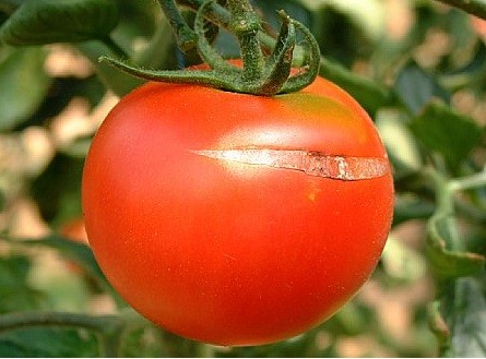 Cómo reconocer y corregir los daños causados por el estrés hídrico en frutos