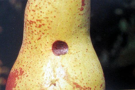 Black or brown spot on pear trees | idMicrobe