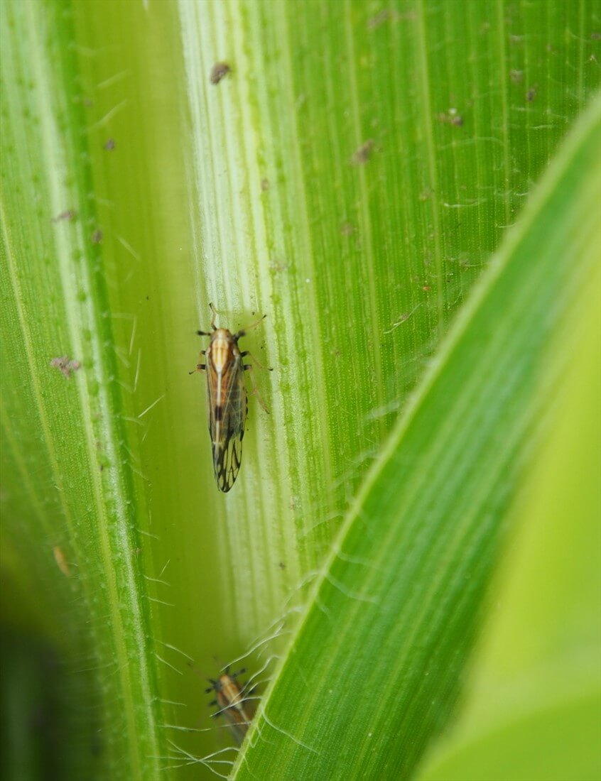 Delfácido o salta hojas del maíz | idMicrobe