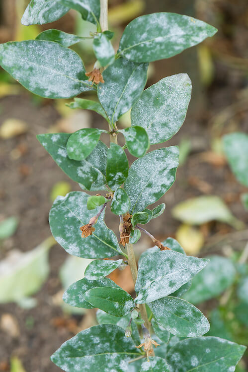 Cómo reconocer y combatir oídio en berries