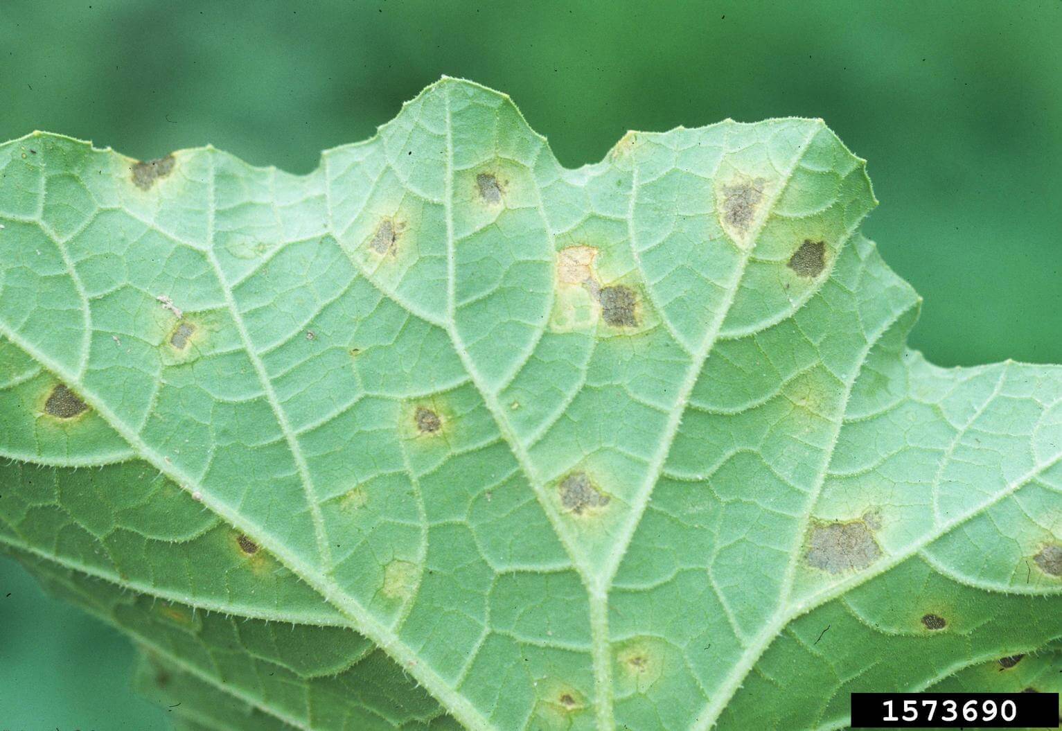 Daños causados por Mildiu velloso en Melón