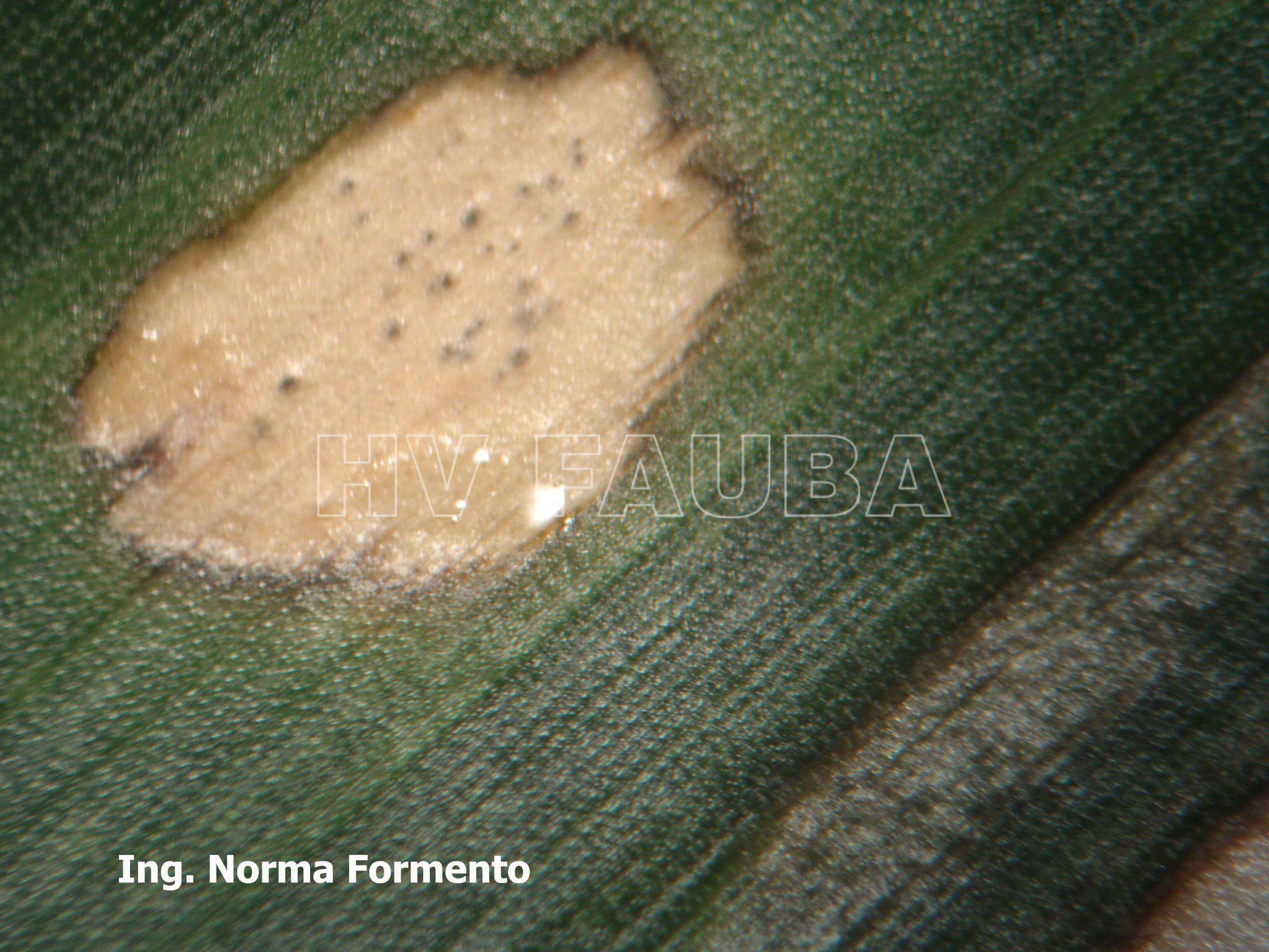 Mancha foliar de Phaeosphaeria no milho: como reconhecê-la e tratá-la eficazmente