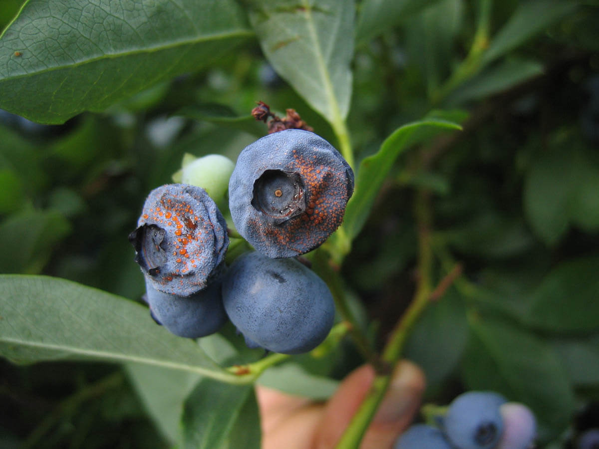Antracnosis: Síntomas y daños en Arándano