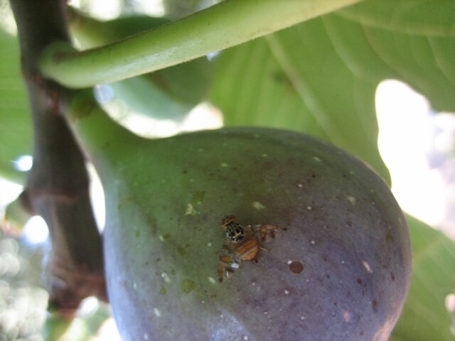 Fruit flies: what they are, how they originate, and how to eliminate them effectively.