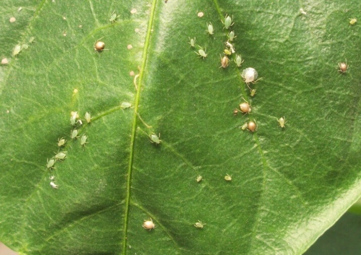 Pulgón en Pimiento: Cómo se reconoce y se trata eficazmente