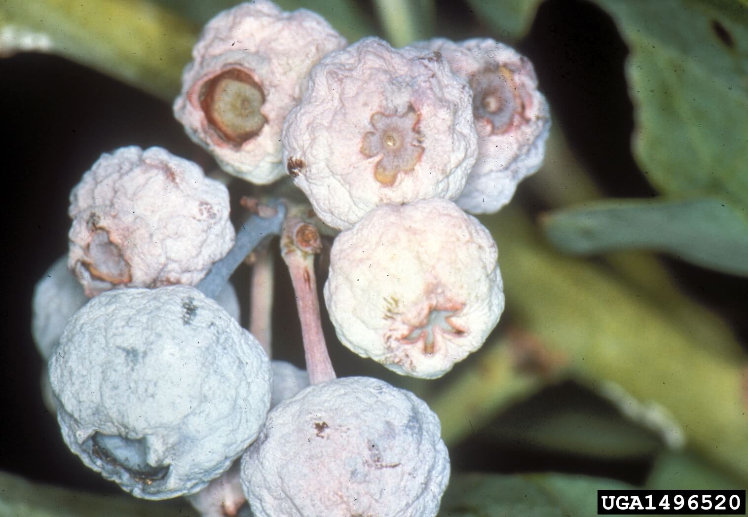 Momificado: qué es, cómo se origina y cómo eliminar de forma efectiva en arándano