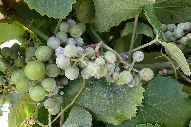 Oídio: Síntomas, daños y soluciones en frutos