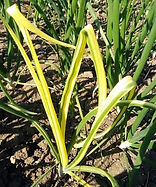 Enanismo Amarillo de la Cebolla: Síntomas y daños en Ajo