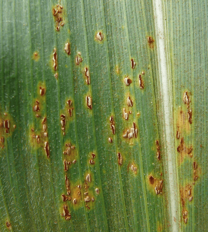 Roya en Maíz: Cómo se reconoce y se trata eficazmente