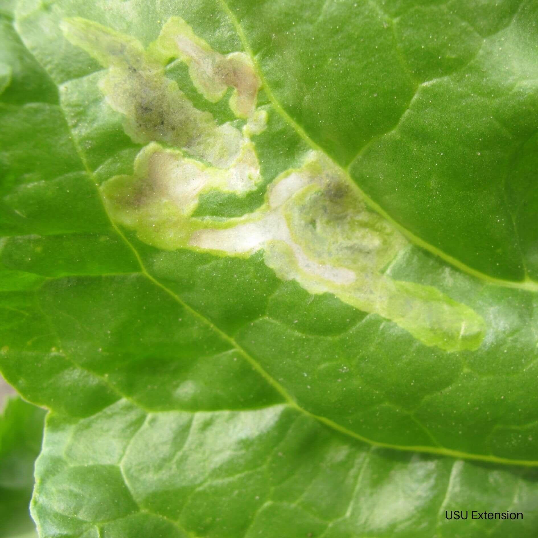Minador: Síntomas y daños en Lechuga