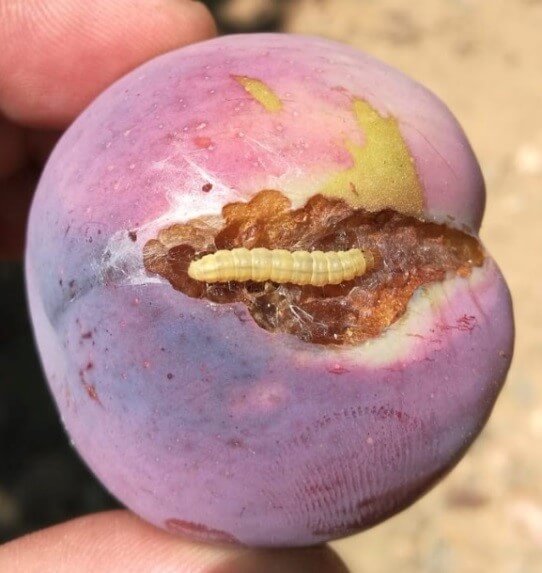 Cacoecia, capua o gusano del clavel en frutales de pepita | idMicrobe