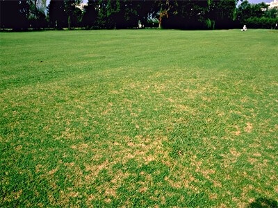 Decaimiento o mancha foliar en Cesped: Cómo se reconoce y se trata eficazmente