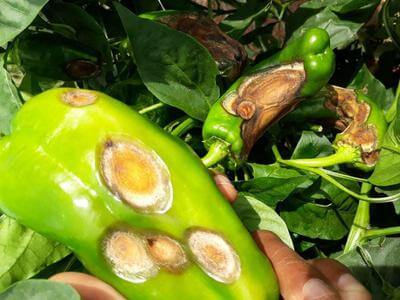 Antracnosis en pimiento | idMicrobe