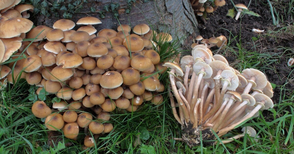 Armillaria, podredumbre de raíces o mal blanco de raíz: qué es, cómo se origina y cómo eliminar de forma efectiva