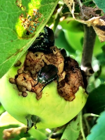 Escarabajos: Síntomas, daños y soluciones en frutos