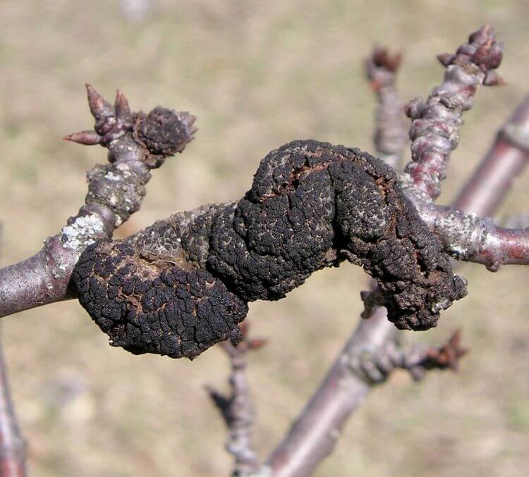 Nó preto na cereja: como reconhecê-lo e tratá-lo com eficácia