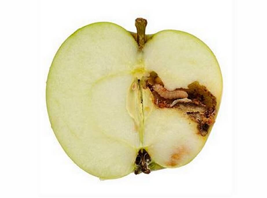 Codling moth: what it is, how it originates, and how to eliminate it effectively