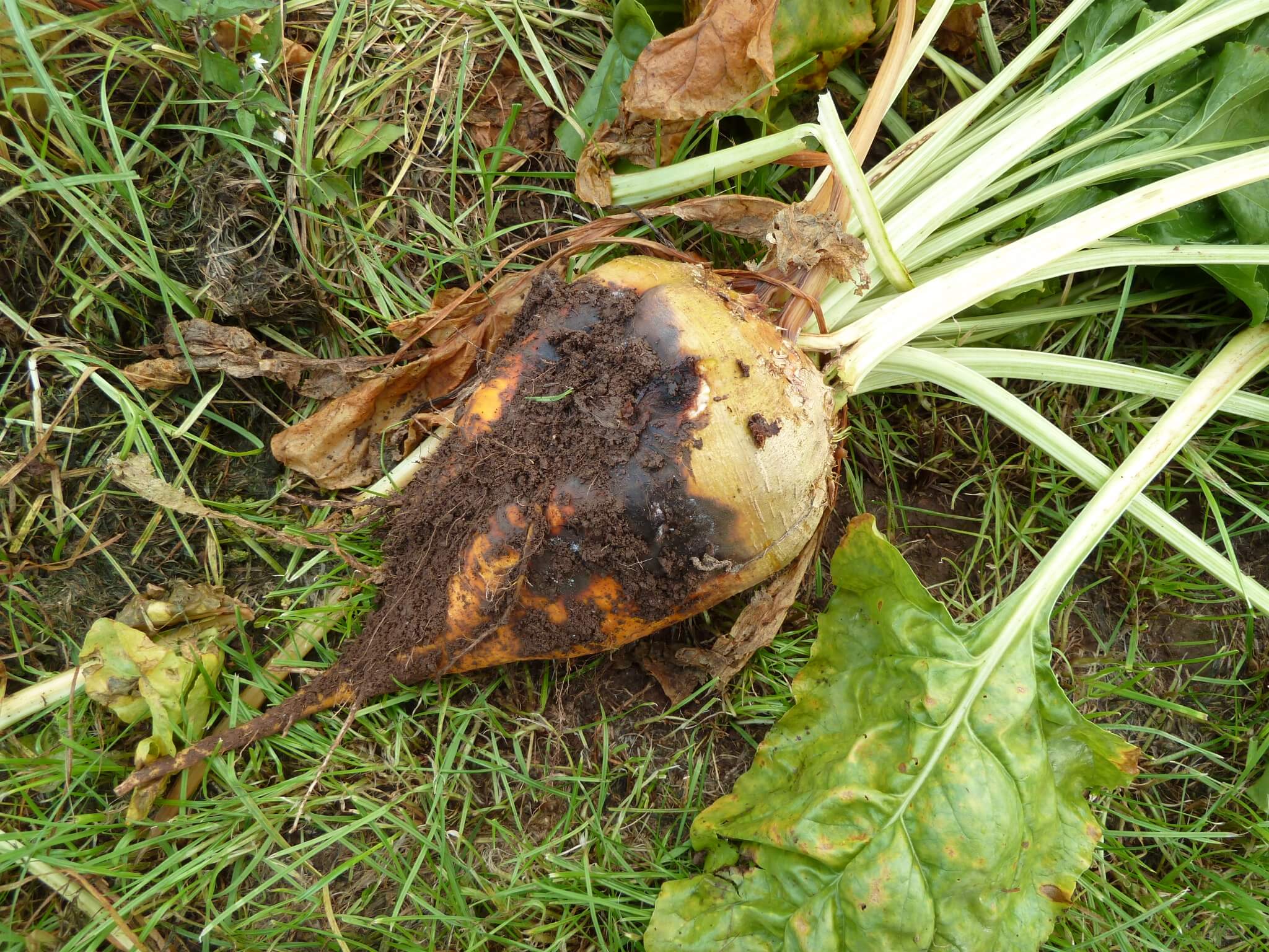 Mal vinoso en remolacha azucarera | idMicrobe