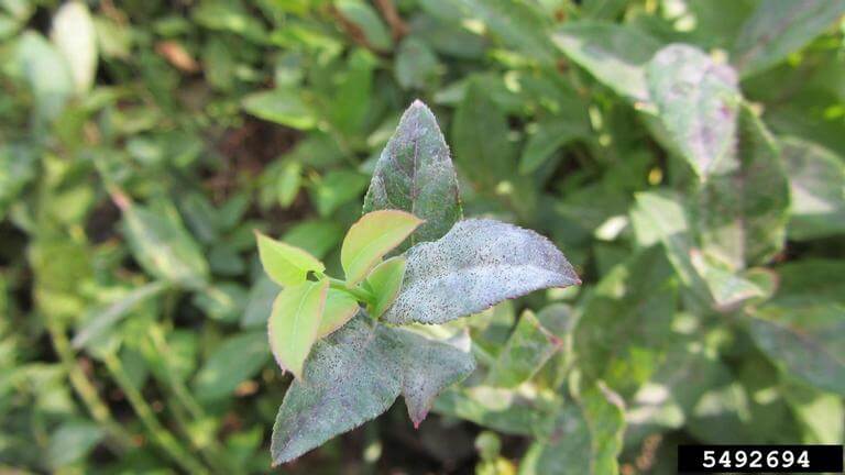 Powdery mildew: what it is, how it originates, and how to eliminate it effectively