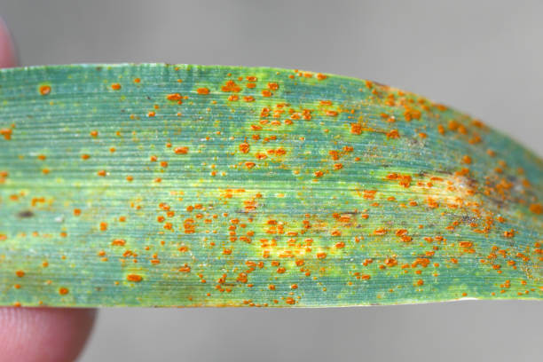 Black rust or stem rust: Symptoms and damage in cereals