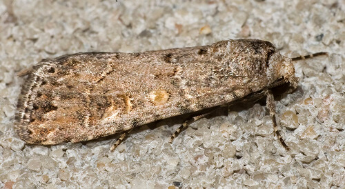 Gardama, green ringworm, or armyworm damage on lettuce