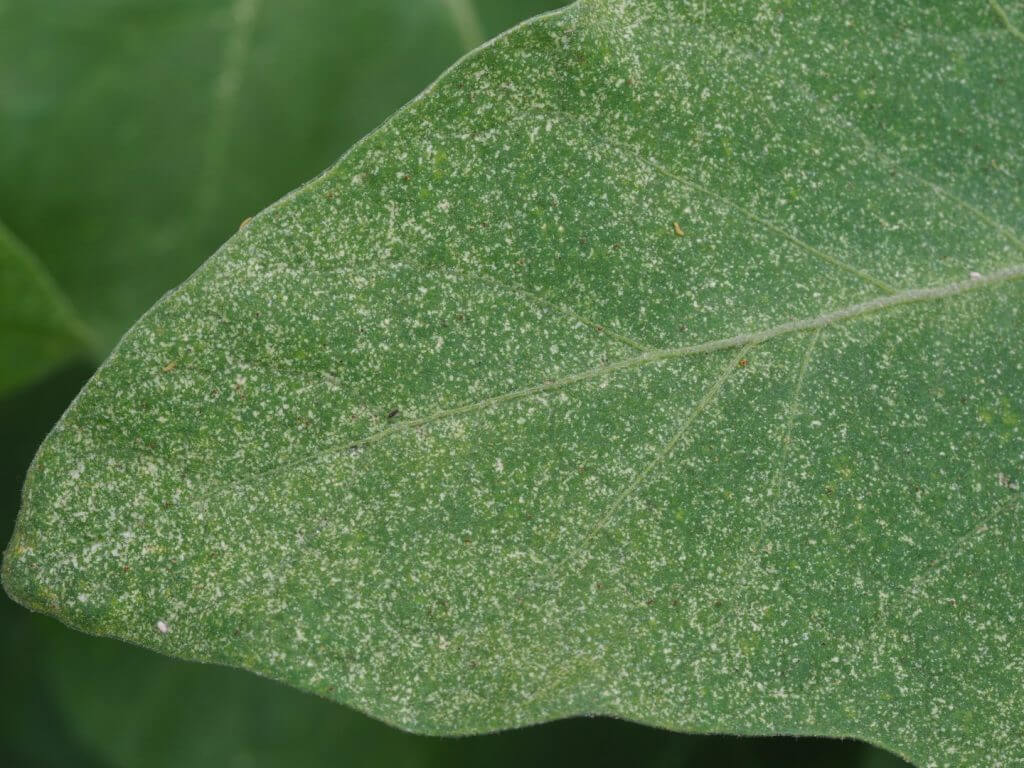 Red spider: Symptoms and damage in blueberries