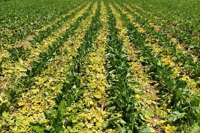 Nematodes in beets | idMicrobe