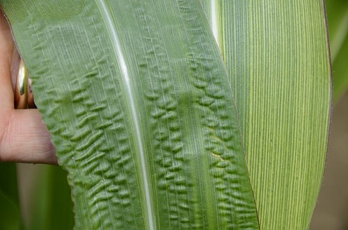 Pulgón en maíz | idMicrobe