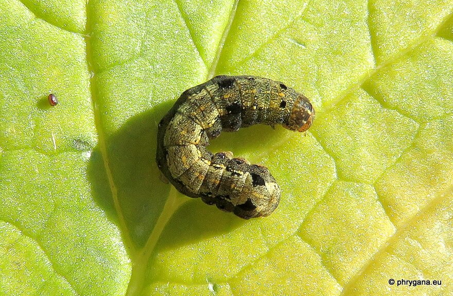 Cómo reconocer y combatir rosquilla negra o prodeni en lechuga y similares