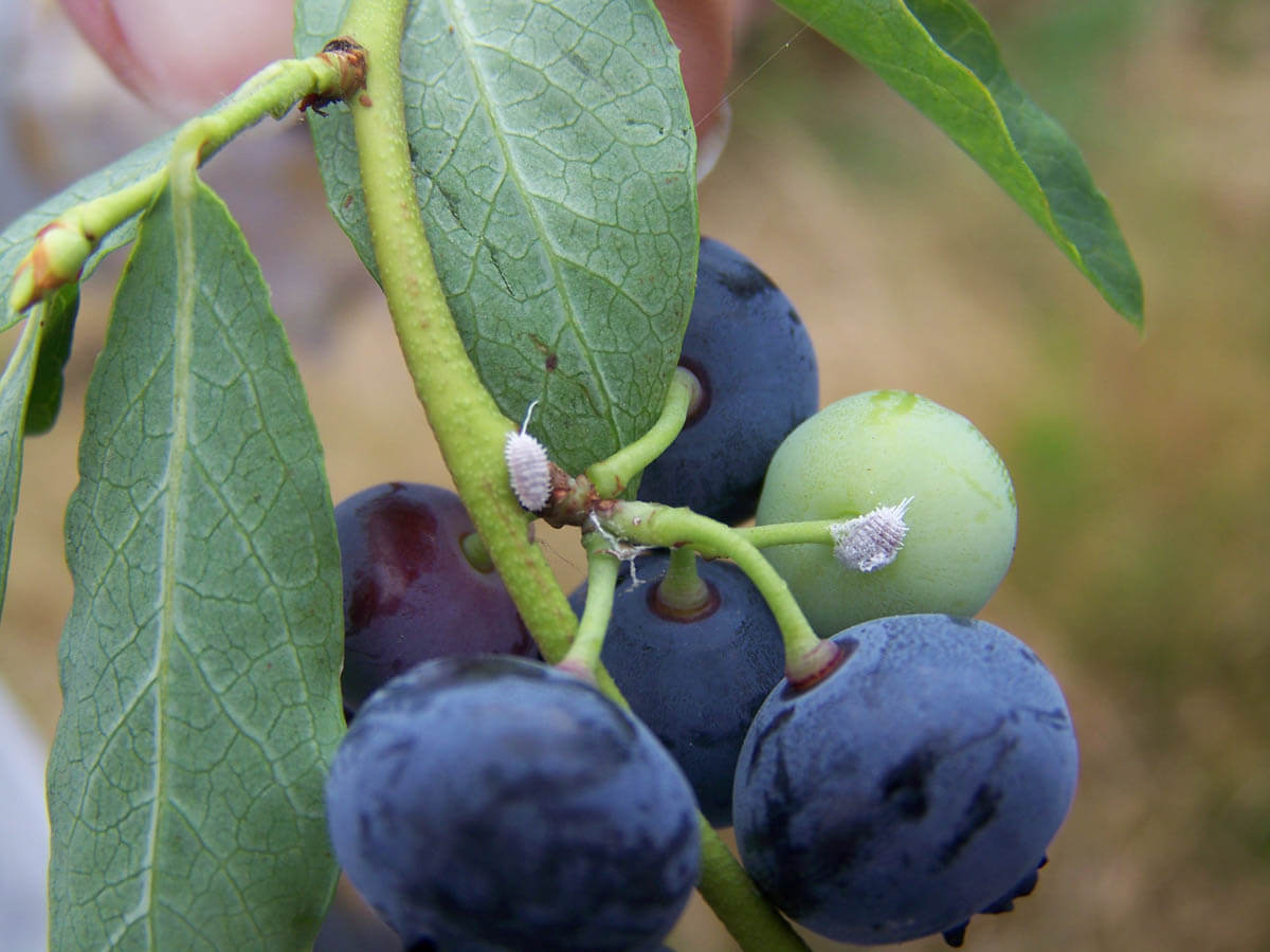 Cochinillas harinosas: qué es, cómo se origina y cómo eliminar de forma efectiva en berries