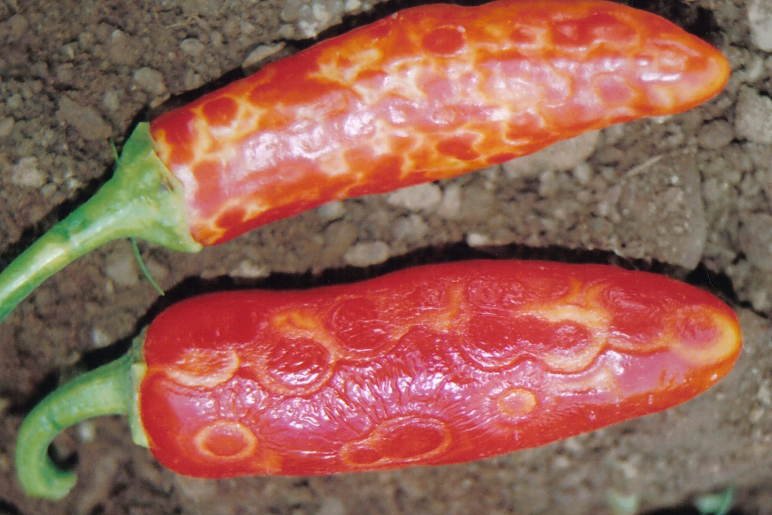 Vírus: Sintomas e danos em pimentas