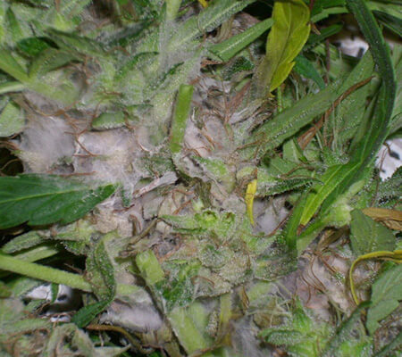 Damage caused by gray rot in cannabis