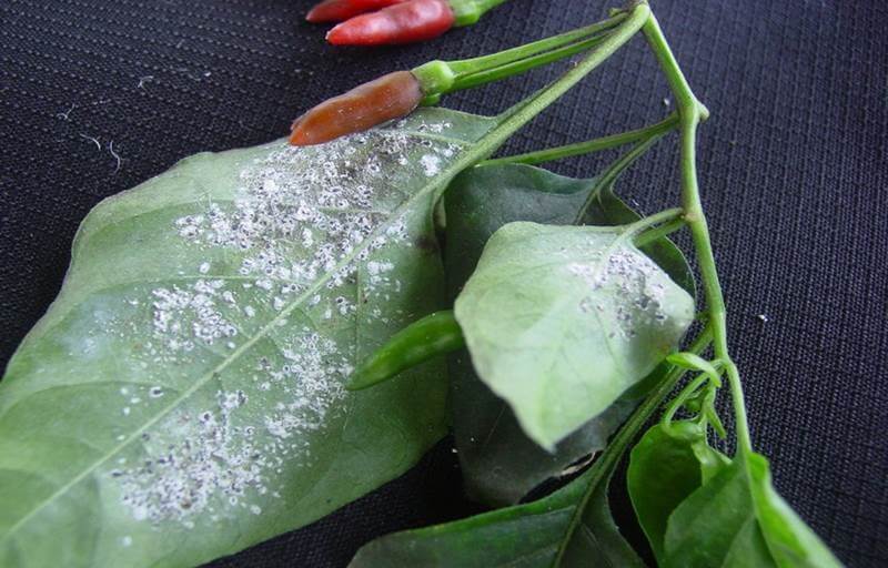 Comment reconnaître et combattre les aleurodes sur les poivrons