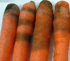 Dégâts causés par la pourriture annulaire ou une maladie des carottes