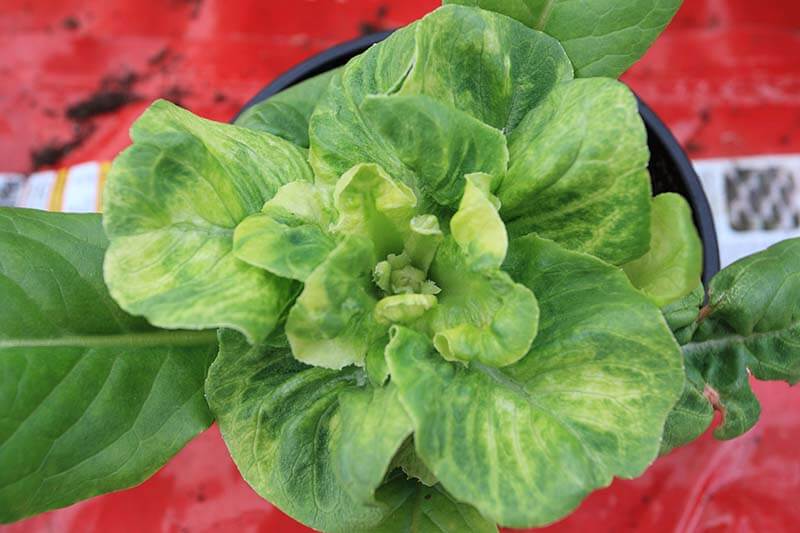 Lettuce mosaic virus: Symptoms and damage in lettuce