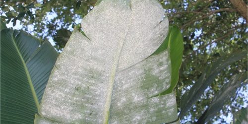 Mosca-branca-do-algodão em bananeiras | idMicrobe