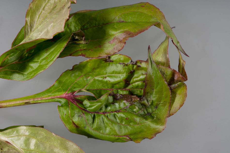 Danos causados pelo nematoide do morango em morangos