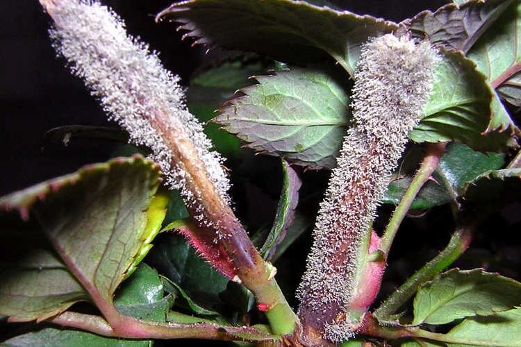 Gray Rot: Symptoms and Damage in Strawberries