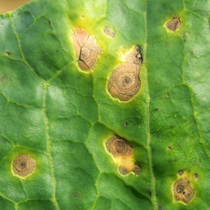 Alternaria in ornamental garden plants | idMicrobe
