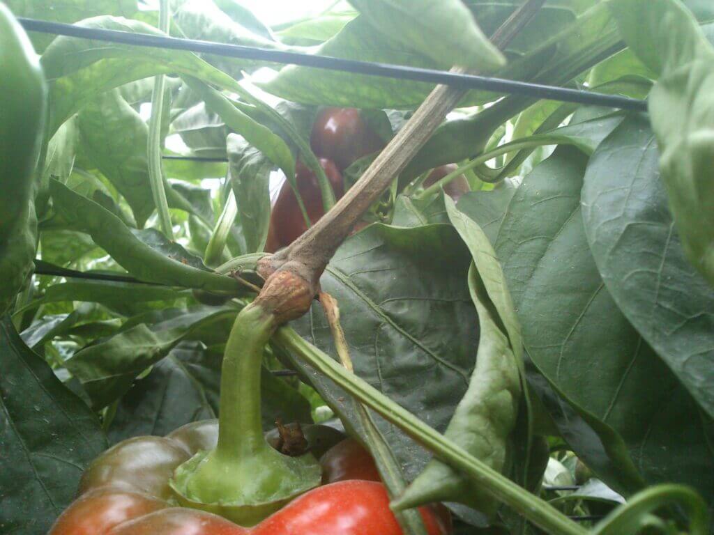 Podredumbre gris: Síntomas y daños en Pimiento