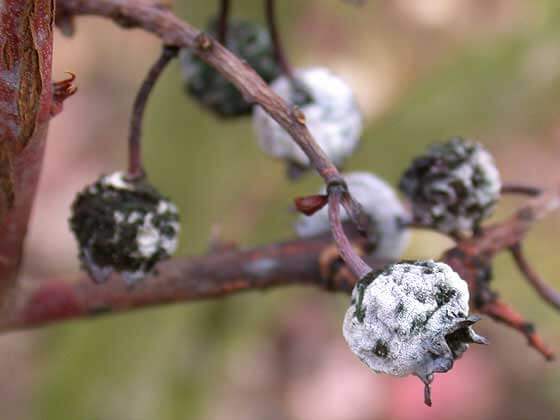 Gray rot on blueberries | idMicrobe