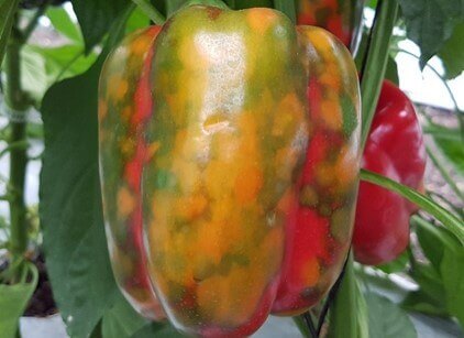 Vírus da pimenta: como reconhecê-lo e tratá-lo com eficácia