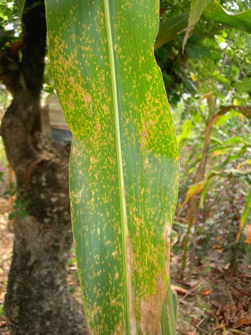 Rouille dans le maïs | idMicrobe