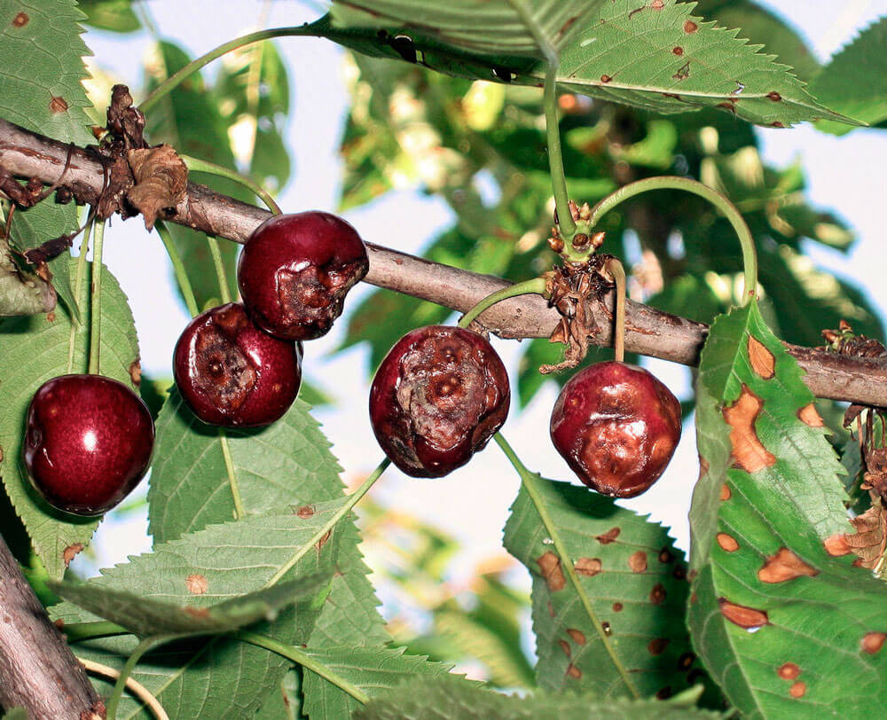 Cómo reconocer y combatir antracnosis en frutales de pepita