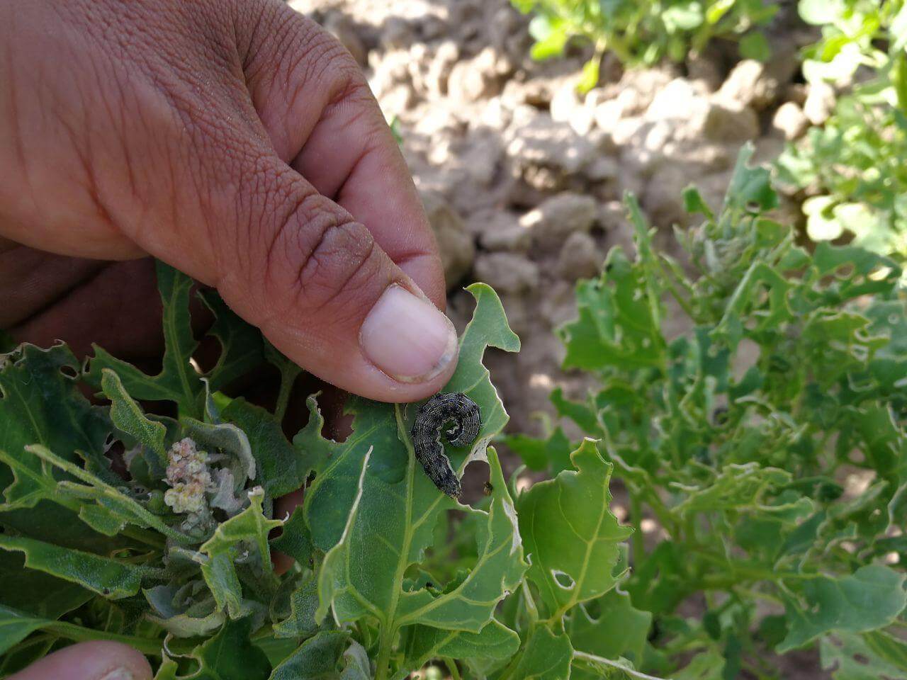 Ver de l'épi du maïs : qu'est-ce que c'est, comment il apparaît et comment l'éliminer efficacement