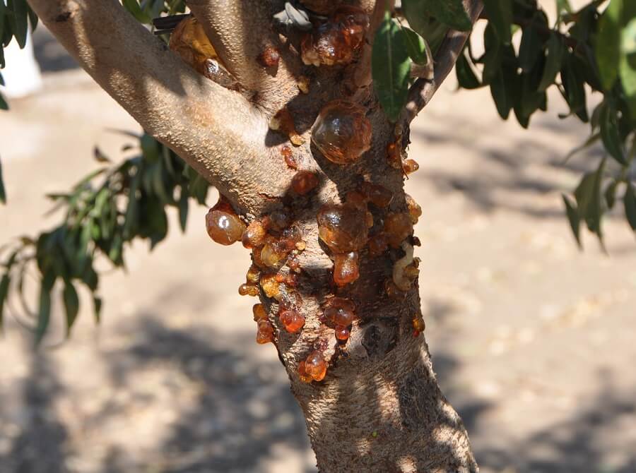 Almond Decline in Almendro: How to Recognize and Treat It Effectively